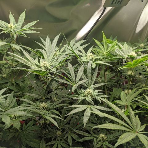 Purple pinecone x2 growlog photo: Buds fattening nicely