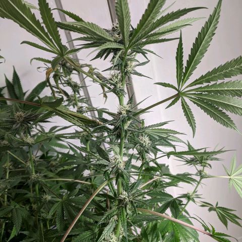 Purple pinecone x2 growlog timeline photo