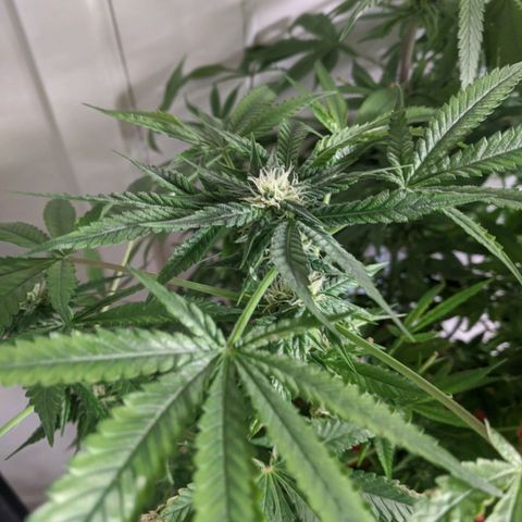 Purple pinecone x2 growlog timeline photo