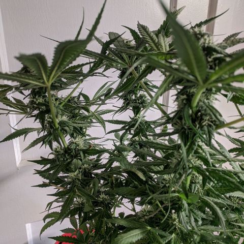 Purple pinecone x2 growlog timeline photo