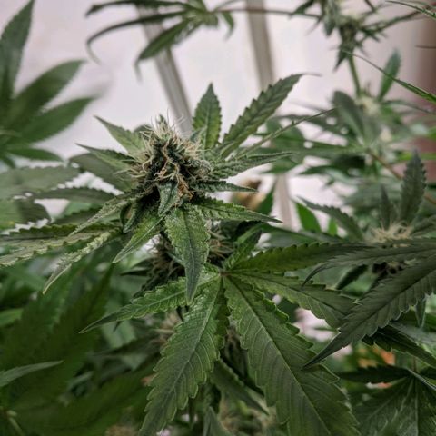 Purple pinecone x2 growlog timeline photo