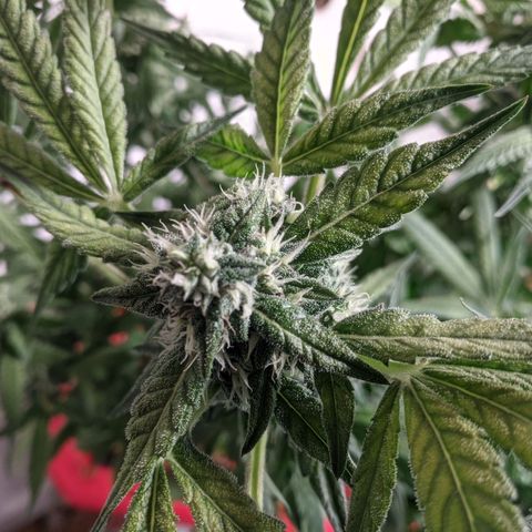 Purple pinecone x2 growlog timeline photo