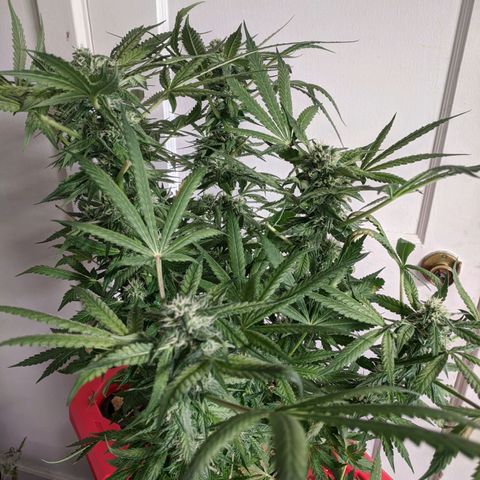 Purple pinecone x2 growlog timeline photo