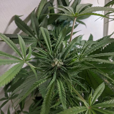 Purple pinecone x2 growlog timeline photo