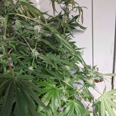 Purple pinecone x2 growlog timeline photo