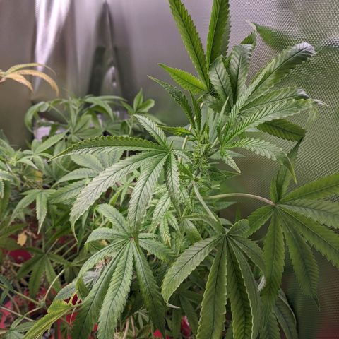 Purple pinecone x2 growlog timeline photo