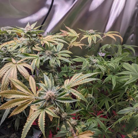 Purple pinecone x2 growlog timeline photo