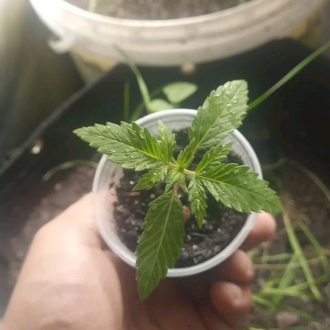 Banana Blaze growlog timeline photo