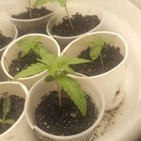 Banana Blaze growlog timeline photo