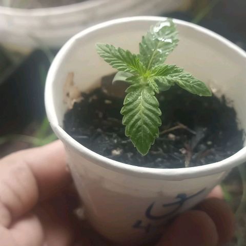 Jack 47 growlog timeline photo