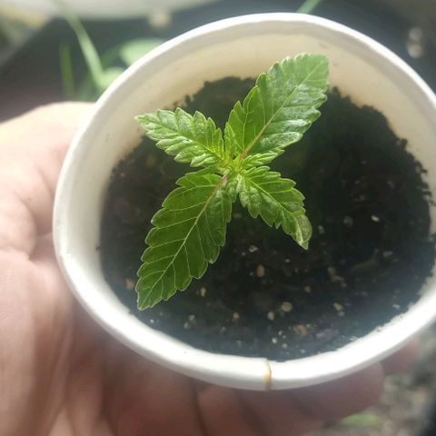 24K Tangie growlog timeline photo
