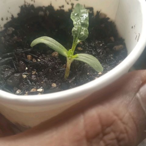 24K Tangie growlog photo: Essa veio bugada será q vai dar bom ??