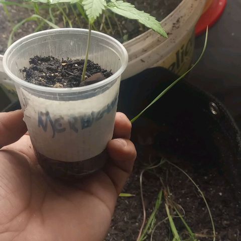 Lemon Merengue growlog timeline photo