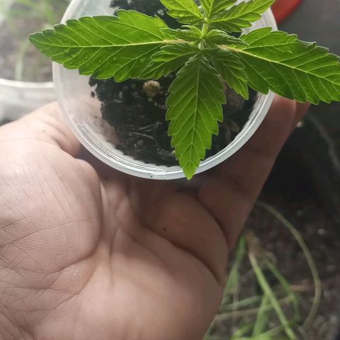 Lemon Merengue growlog timeline photo