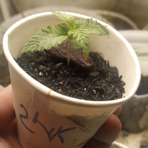 24K Tangie growlog timeline photo