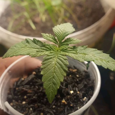 Banana Blaze growlog timeline photo
