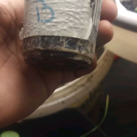 Banana Blaze growlog timeline photo