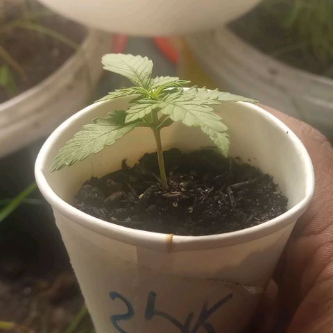 24K Tangie growlog timeline photo