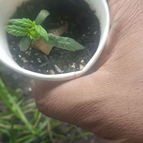 24K Tangie growlog photo: Há bugada tá indo..