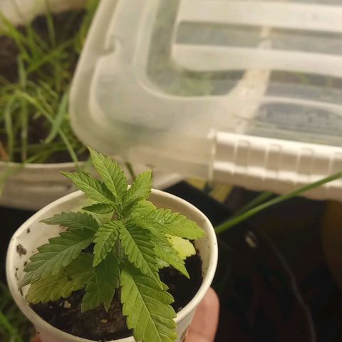 24K Tangie growlog timeline photo