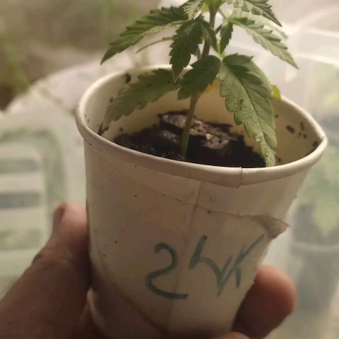 24K Tangie growlog timeline photo