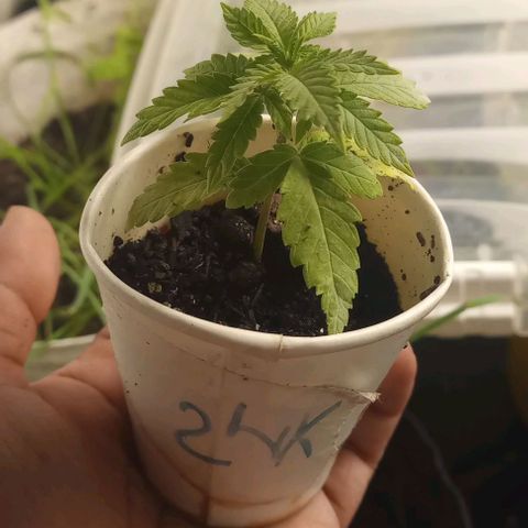 24K Tangie growlog timeline photo