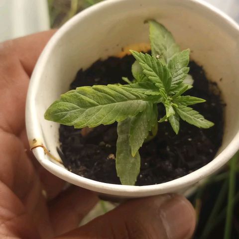 24K Tangie growlog photo: Há bugada tá indo marchaaa...