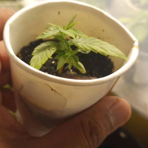 24K Tangie growlog timeline photo