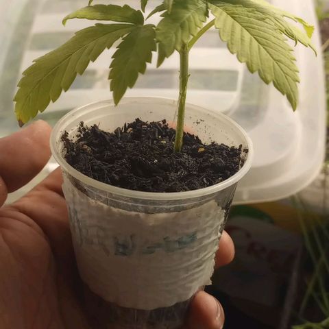 Lemon Merengue growlog timeline photo