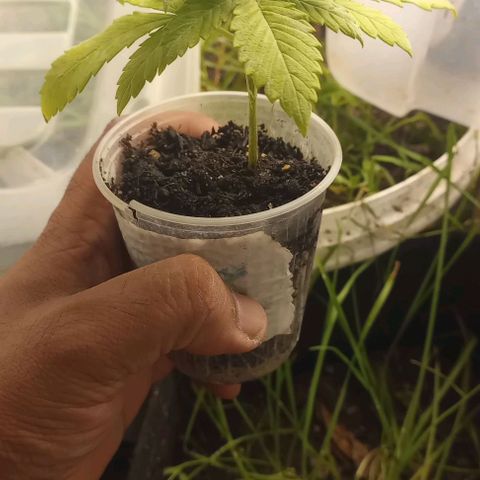 Lemon Merengue growlog timeline photo