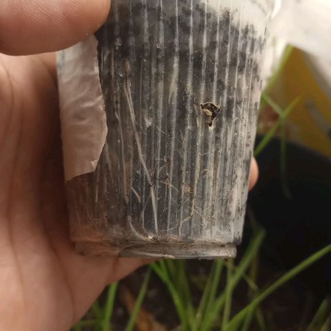 Lemon Merengue growlog timeline photo