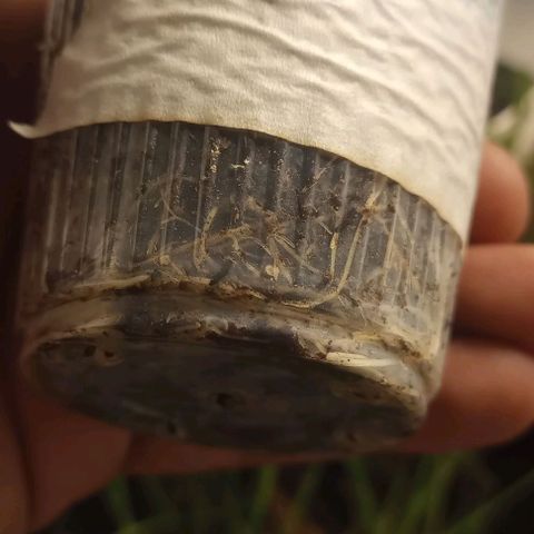 Lemon Merengue growlog timeline photo
