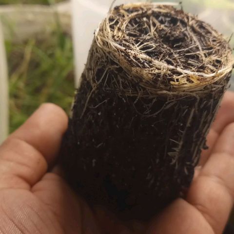 Lemon Merengue growlog timeline photo