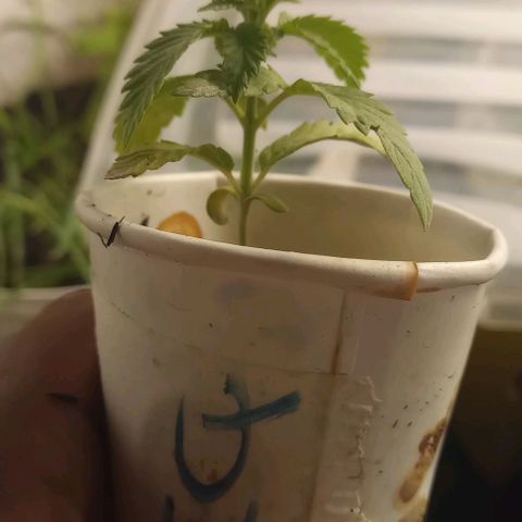 Jack 47 growlog timeline photo