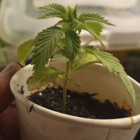 Jack 47 growlog timeline photo