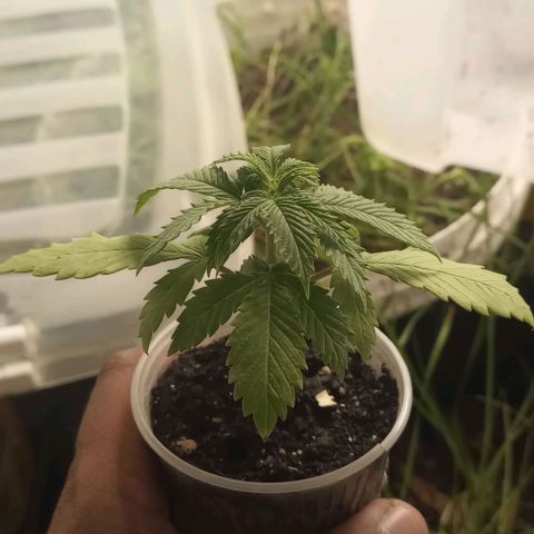Banana Blaze growlog timeline photo