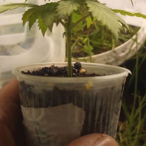 Banana Blaze growlog timeline photo