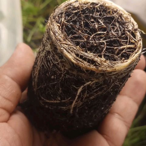 Banana Blaze growlog timeline photo
