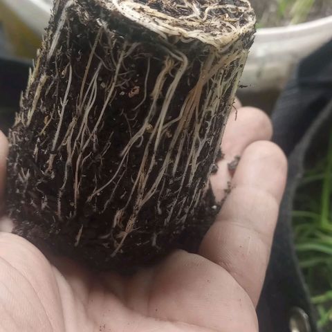 Banana Blaze growlog timeline photo