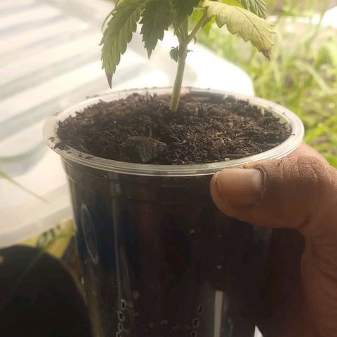 Banana Blaze growlog timeline photo