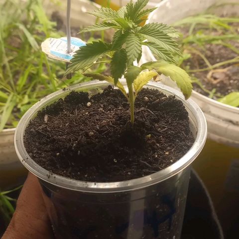 Jack 47 growlog timeline photo