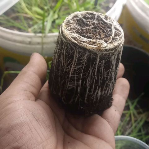 Lemon Merengue growlog timeline photo