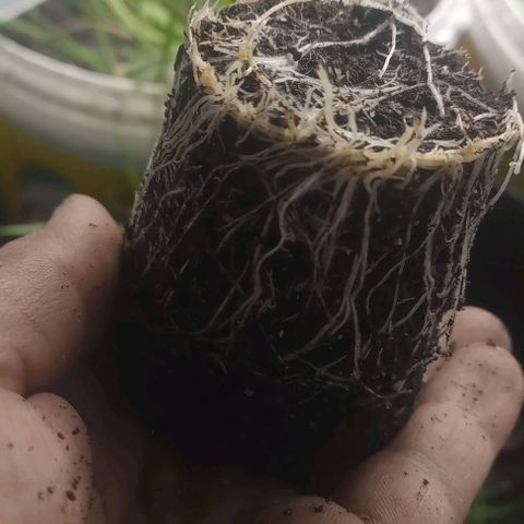 24K Tangie growlog timeline photo
