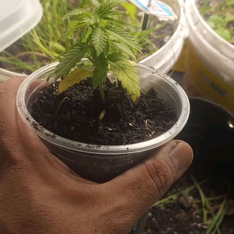 24K Tangie growlog timeline photo