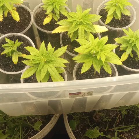 Banana Blaze growlog photo: Destravando as meninas 