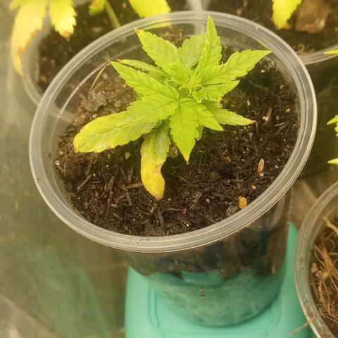 24K Tangie growlog photo: Há bugada tá marchando