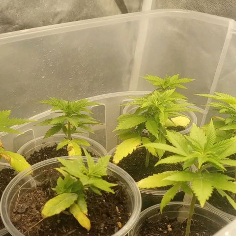 Banana Blaze growlog photo: Todas louvando... P cimaa