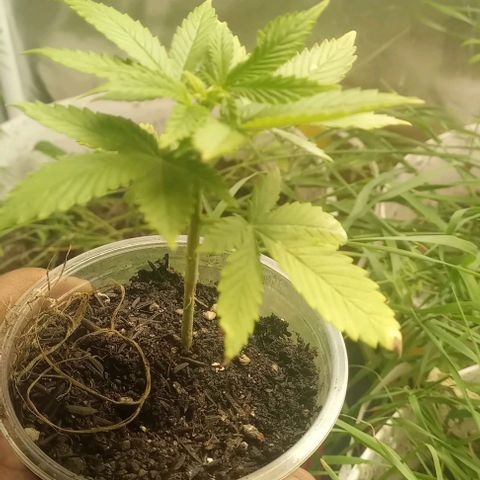Banana Blaze growlog timeline photo