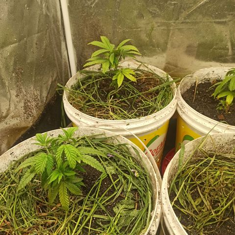 Banana Blaze growlog timeline photo