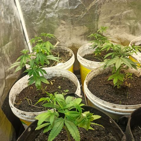 Banana Blaze growlog timeline photo